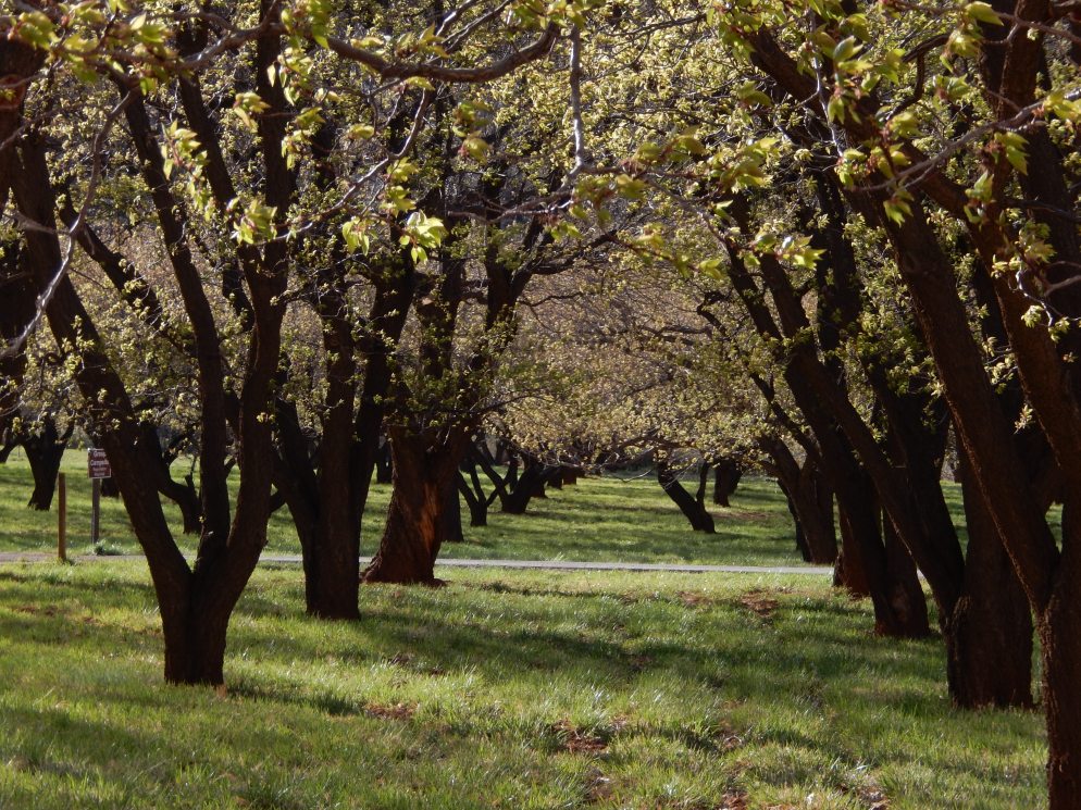 Orchards @Fruita, Capital Reef Nat. Mon., Utah